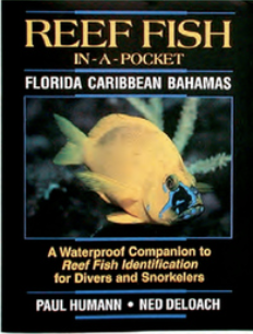 [LB1202] Reef Fish ID In-a-Pocket Caribbean